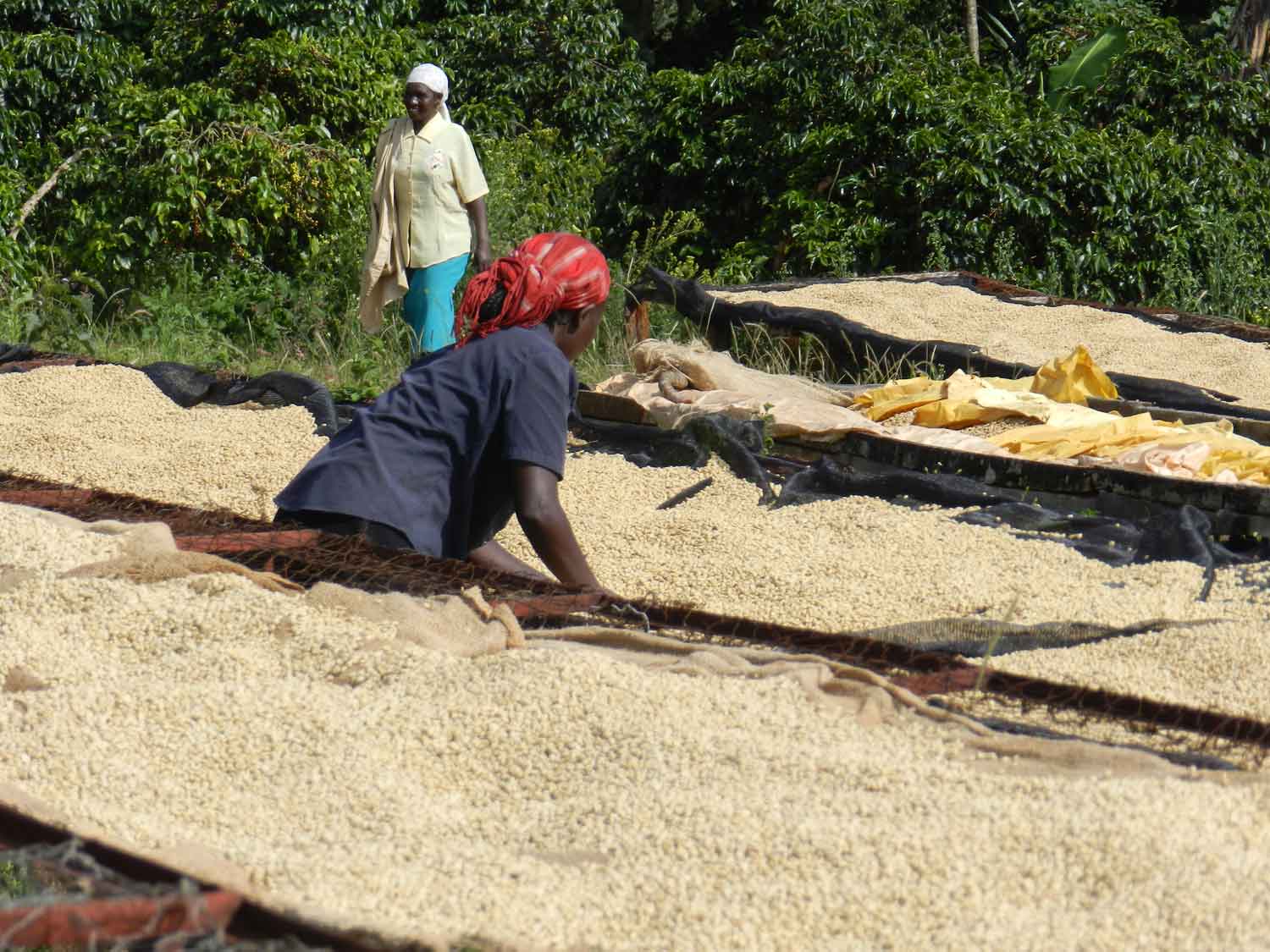 Trockenbetten, Kenia Kedovo, KFE Die Kaffeerösterei